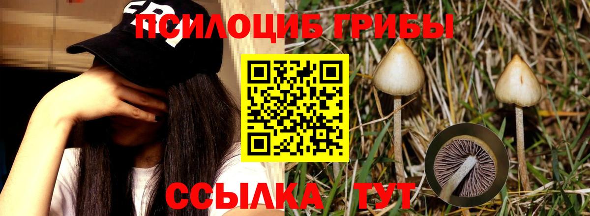 Фролово  Псилоцибиновые грибы Psilocybine cubensis  Вход с VPN 